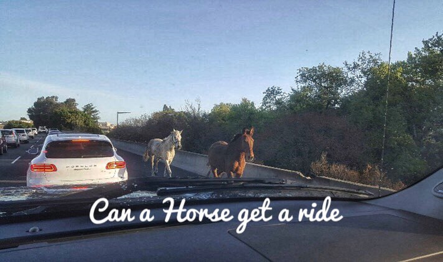Horses Interstate 680