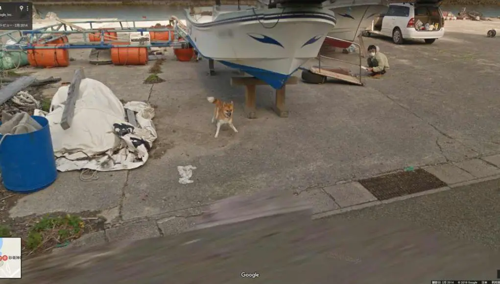 Dog japan google maps