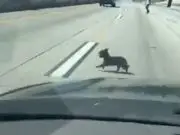 10 freeway dog