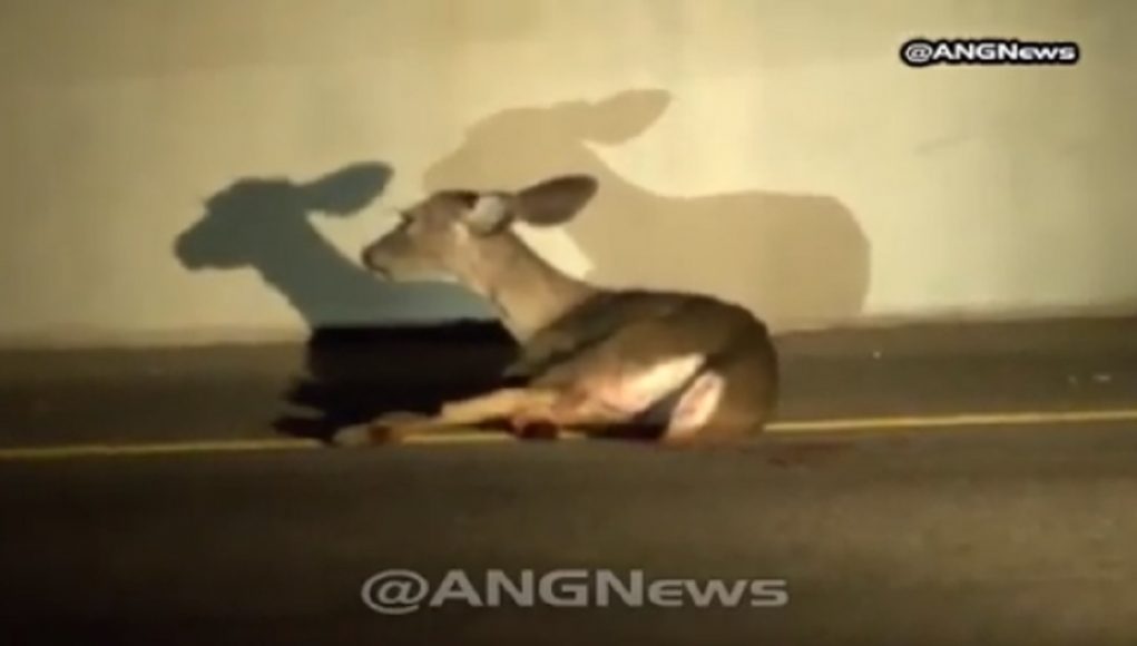 Deer hit by car L.A.