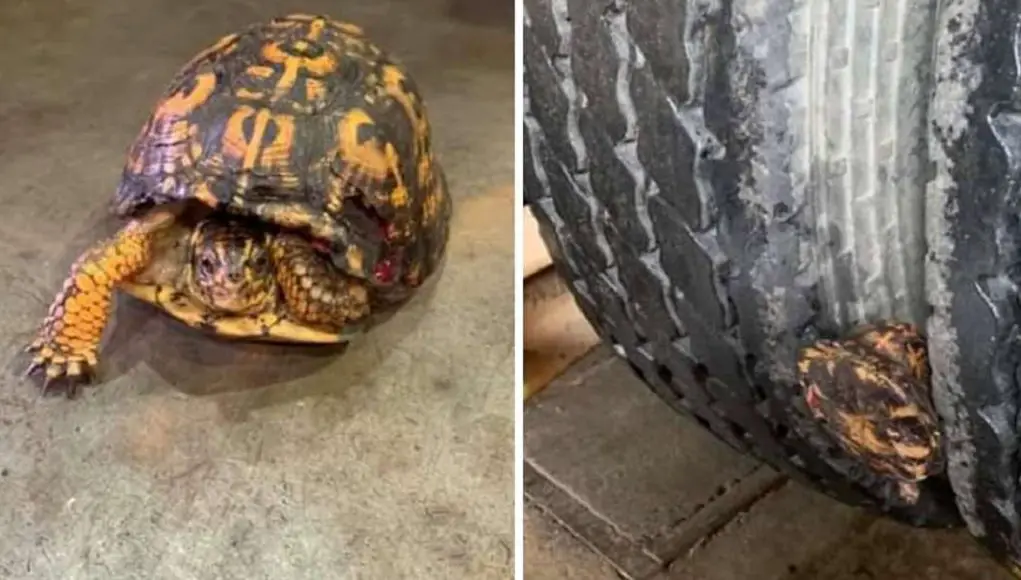 Tortoise tire wedged