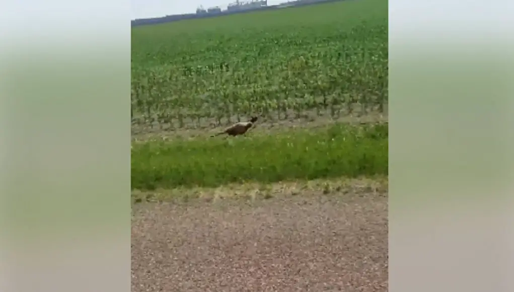 Illinois man drag races pheasant