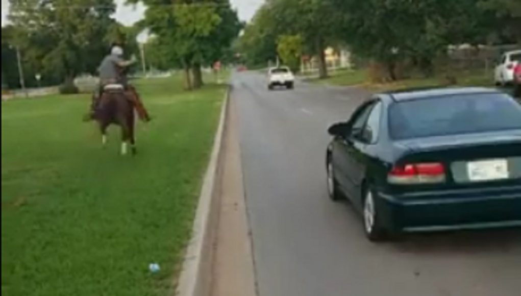Horse vs. Honda Civic