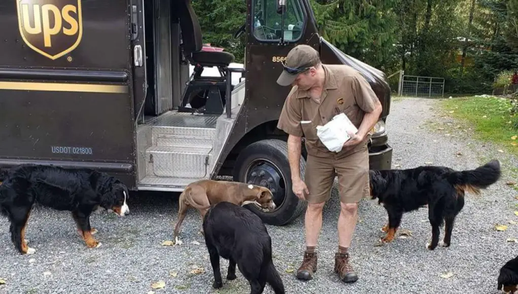 2019.11.19 Dogs UPS-C