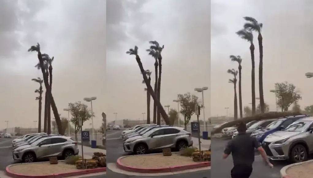 Palm tree caught on video falling on SUVs at Tempe Acura dealership