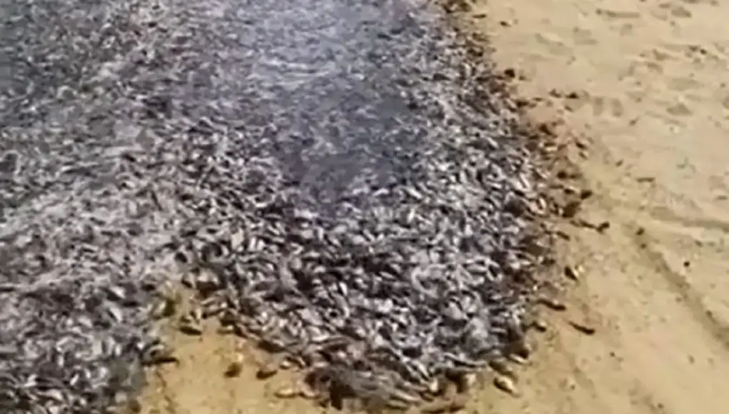 millions of tiny fish make their way down this dusty unpaved road