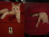 Orange Cat Kitten in the vent of the S-Duct on a Ferrari F8 Tributo