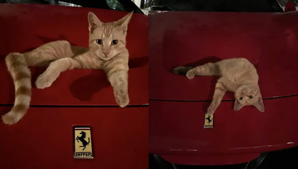 Orange Cat Kitten in the vent of the S-Duct on a Ferrari F8 Tributo