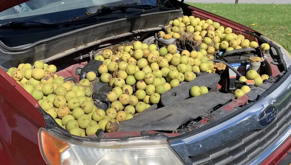 Subaru with 558 black walnuts stored by a squirrel under the hood
