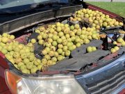 Subaru with 558 black walnuts stored by a squirrel under the hood