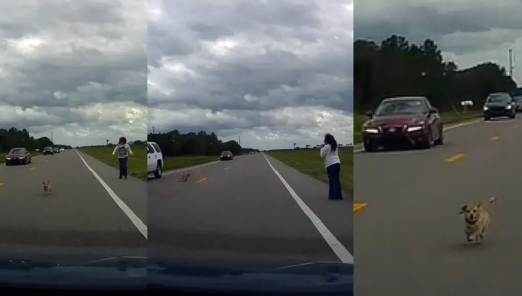 Woman near Fort Pierce, FL lets her dog off its leash as it runs out into traffic.