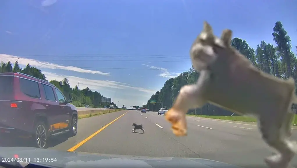 Dumb Mom in Sterling, VA uses the left side of the freeway to let her kdis use the bathroom. Their dog bolts out onto VA-28.